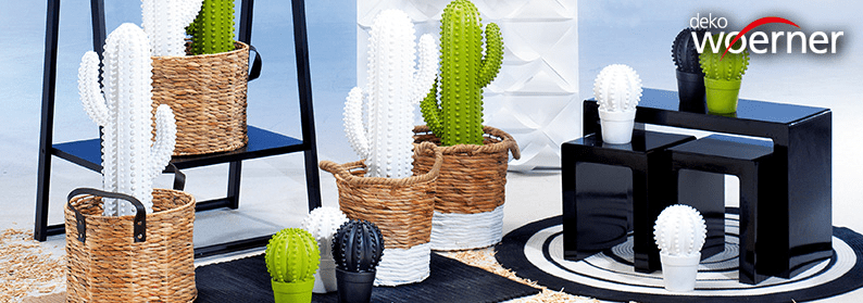 Bild zu Kaktus-Hype